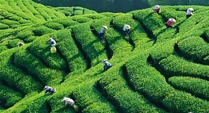 普洱茶有保质期吗（普洱茶有保质期吗？）