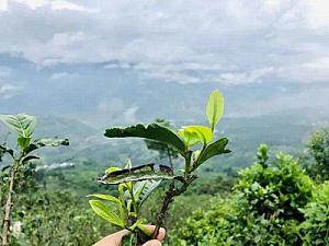 What is Tea Polyphenol? Why does Pu-erh tea have more of it?