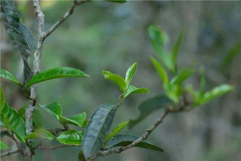 余秋雨:普洱茶的魅力在于它能保留茶园中的历史气息和文化味道。