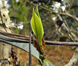 Yunnan Ancient Tree Tea - a tea from Lantsang River (also known as Lancang or Mekong) area in Yunnan Province of China, with unique and complex fragrance.