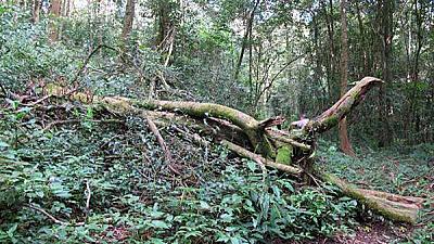 バター古地方の茶園： 伝統的な中国茶の一種です。