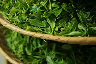 Tea leaves are not only for drinking but also for making various dishes?