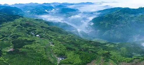 White tea market demand is soaring rapidly, what's behind it?