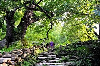 普洱茶进化之路，详解普洱茶发展的三个重要阶段。