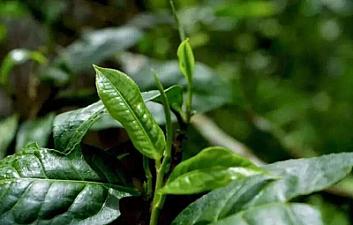 一首诗歌传递给千年的历史，揭开古茶树的价值和历史意义。