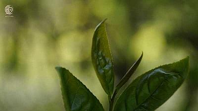 喝茶根本就不健康？中国人十大不良饮食习惯就有两个与茶相关！