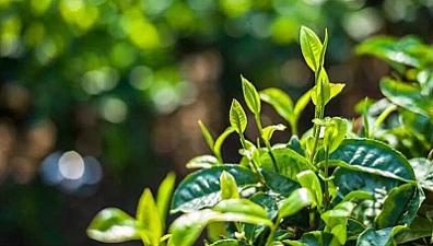 Quelle est la différence entre les arômes de travail et les arômes de variété dans le Pu-erh ?