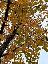 На осень-зиму какой чай лучше всего подойдет?