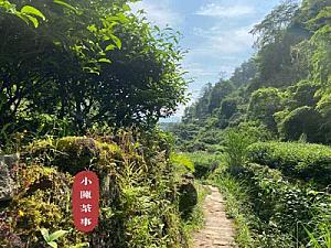 Чиран, шалфей, золотой кантон — слишком ароматные виды скальных чаев, которые не отражают характер скальной чайки.