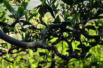 ¿Por qué los habitantes de Jiangsu y Zhejiang aman Islandia? ¿Por qué los del Guangdong y el Guangxi aman Bangladesh? ¿Por qué los taiwaneses aman a Yiwu?