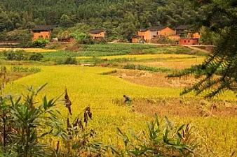 Yet it is another golden harvest season, but what cannot be returned are the old times of childhood.